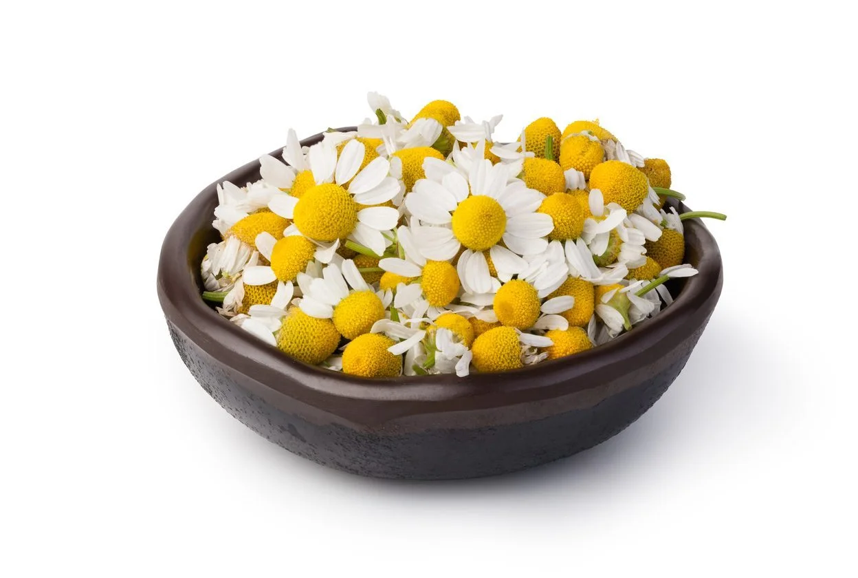 Chamomile flower