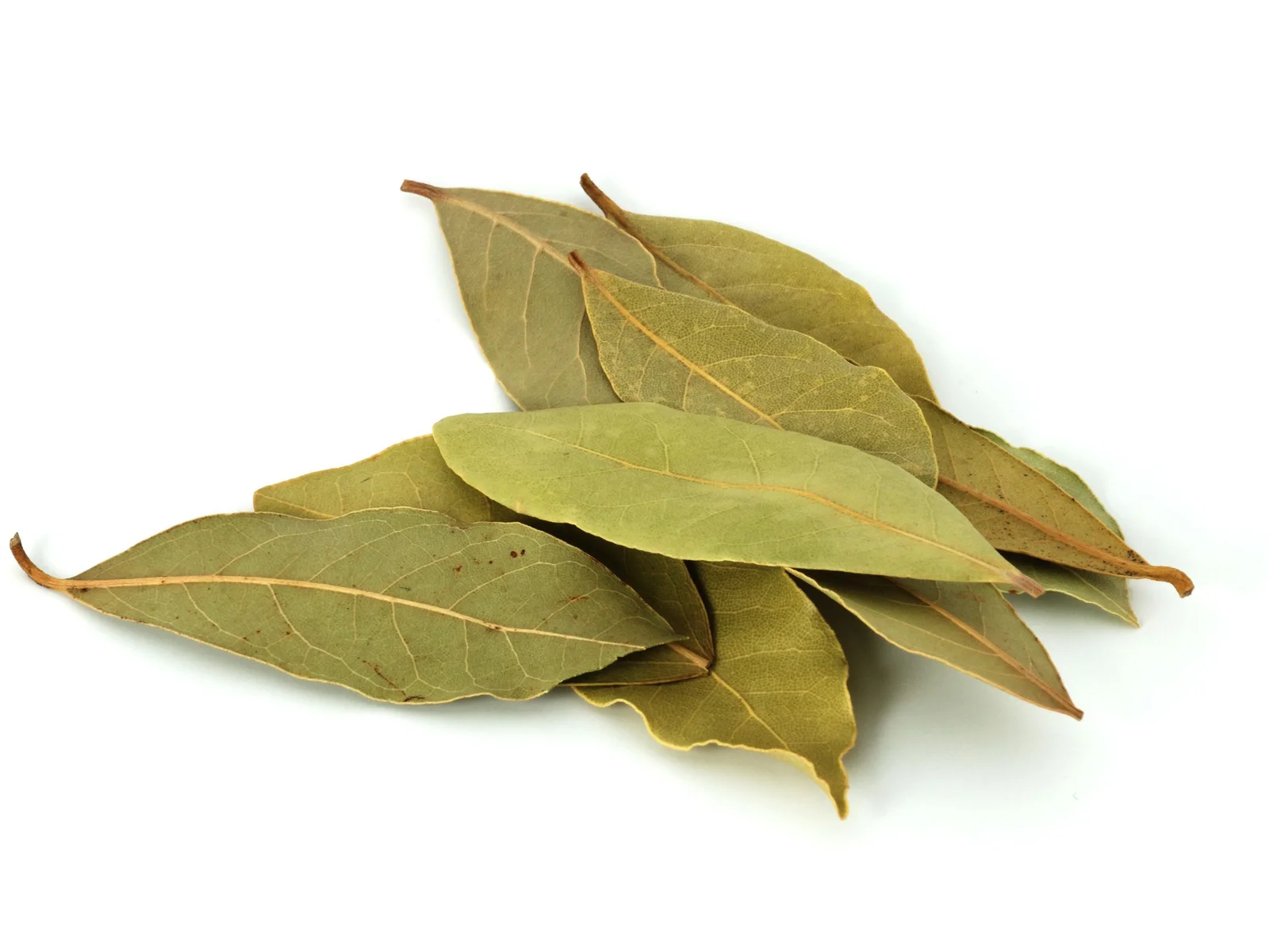 bay laurel